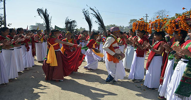 थारु समुदायको मेडरी नाच लोप हुने चिन्ता