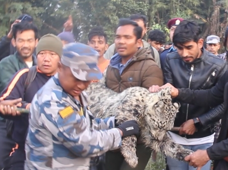 दुर्लभ वन्यजन्तु पहाडी भेगमा पाउने हिँउ चितुवा कोशी टप्पु लगियो